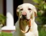 What Are Smart Dog Collars?