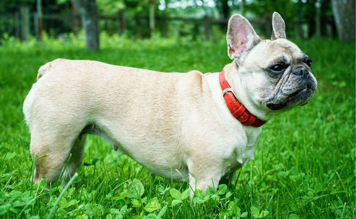 SMART DOG COLLARS ENGLISH BULLDOG