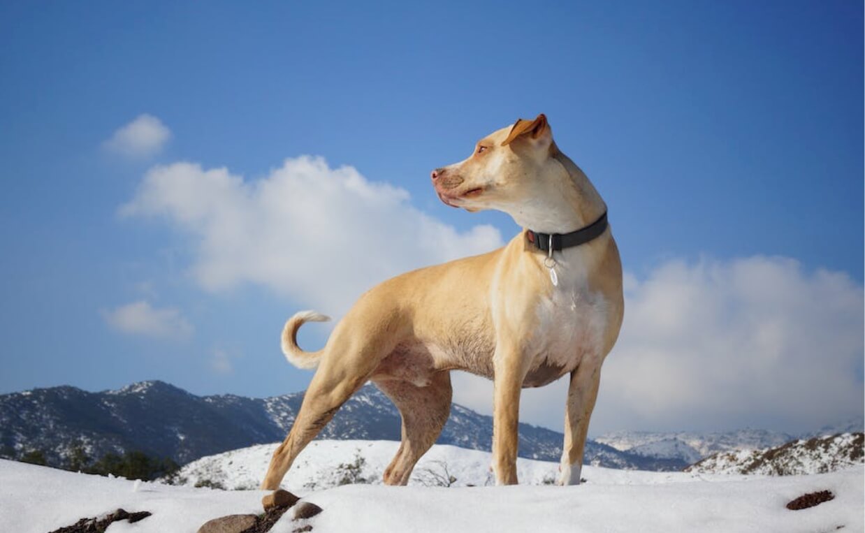 SMART DOG COLLARS LIGHT TAN DOG IN THE SNOW