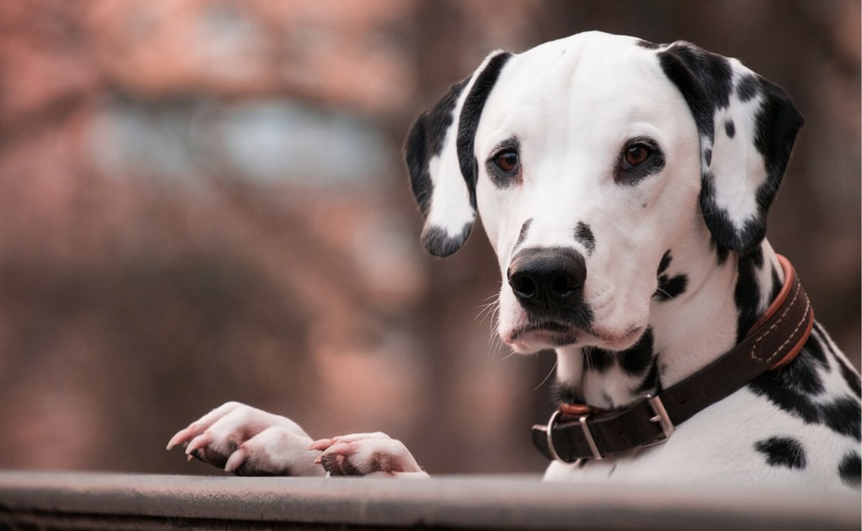 SMART DOG COLLARS dalmation