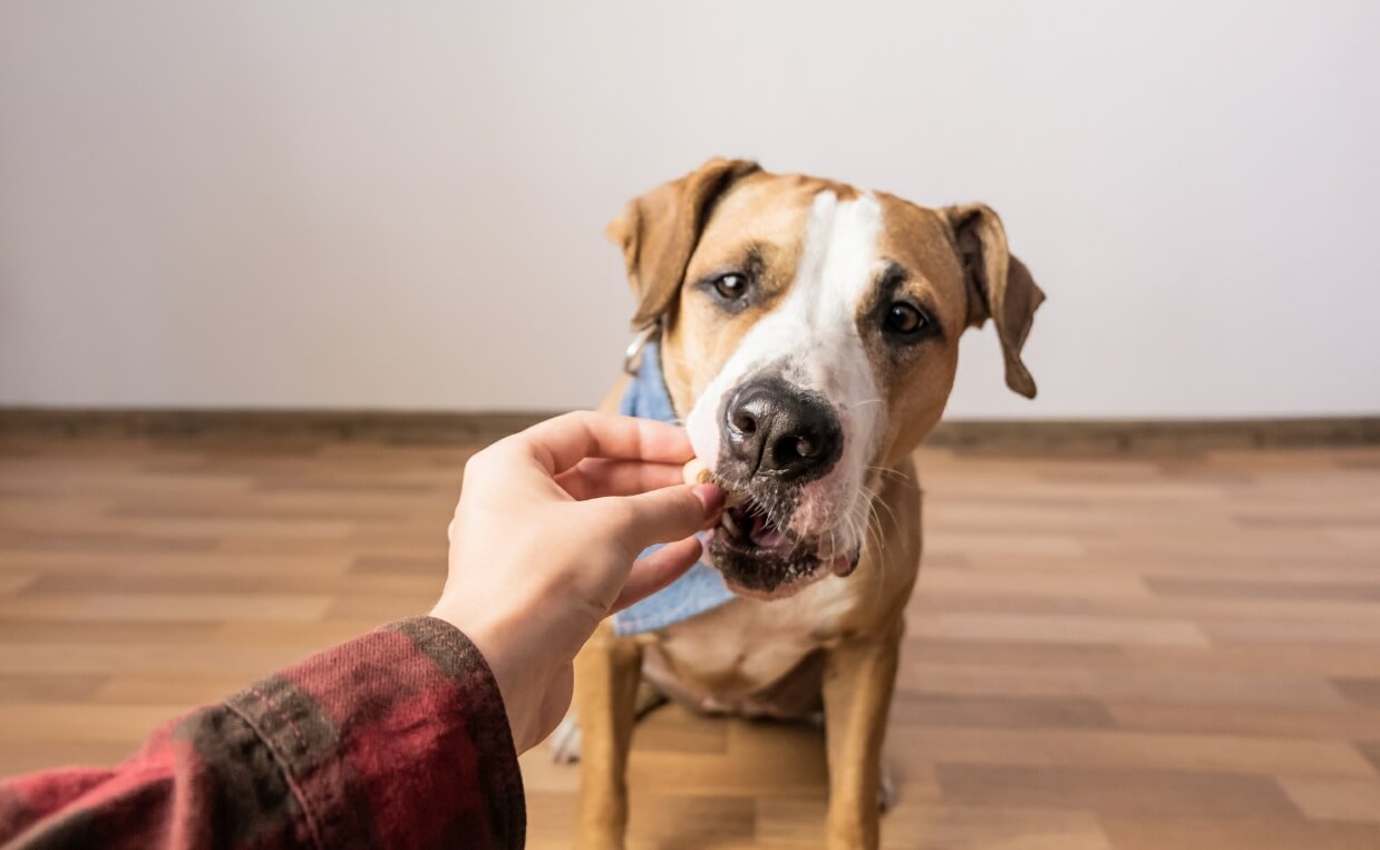 Teach Your Dog to Take Treats Gently