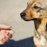 Animal Shelters in Crisis: What You Need to Know