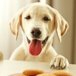 Is Nutmeg Safe for Dogs to Eat