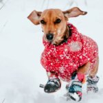 Do Dogs Need a Winter Coat?