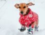 Do Dogs Need a Winter Coat?