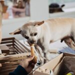 12 Dog Subscription Boxes