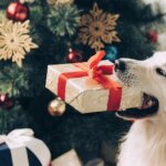 WHAT DOG TOYS NOT TO GET YOUR DOG FOR CHRISTMAS
