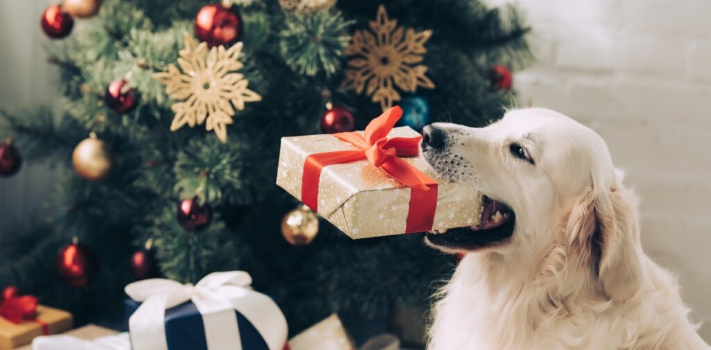 What NOT to Get Your Dog for Christmas - Canine Campus Dog Daycare ...