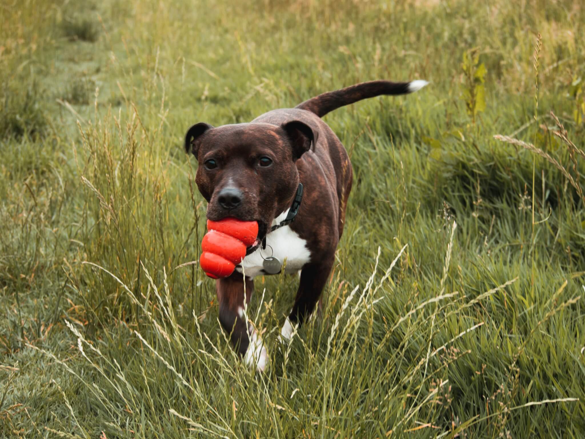 dog with kong