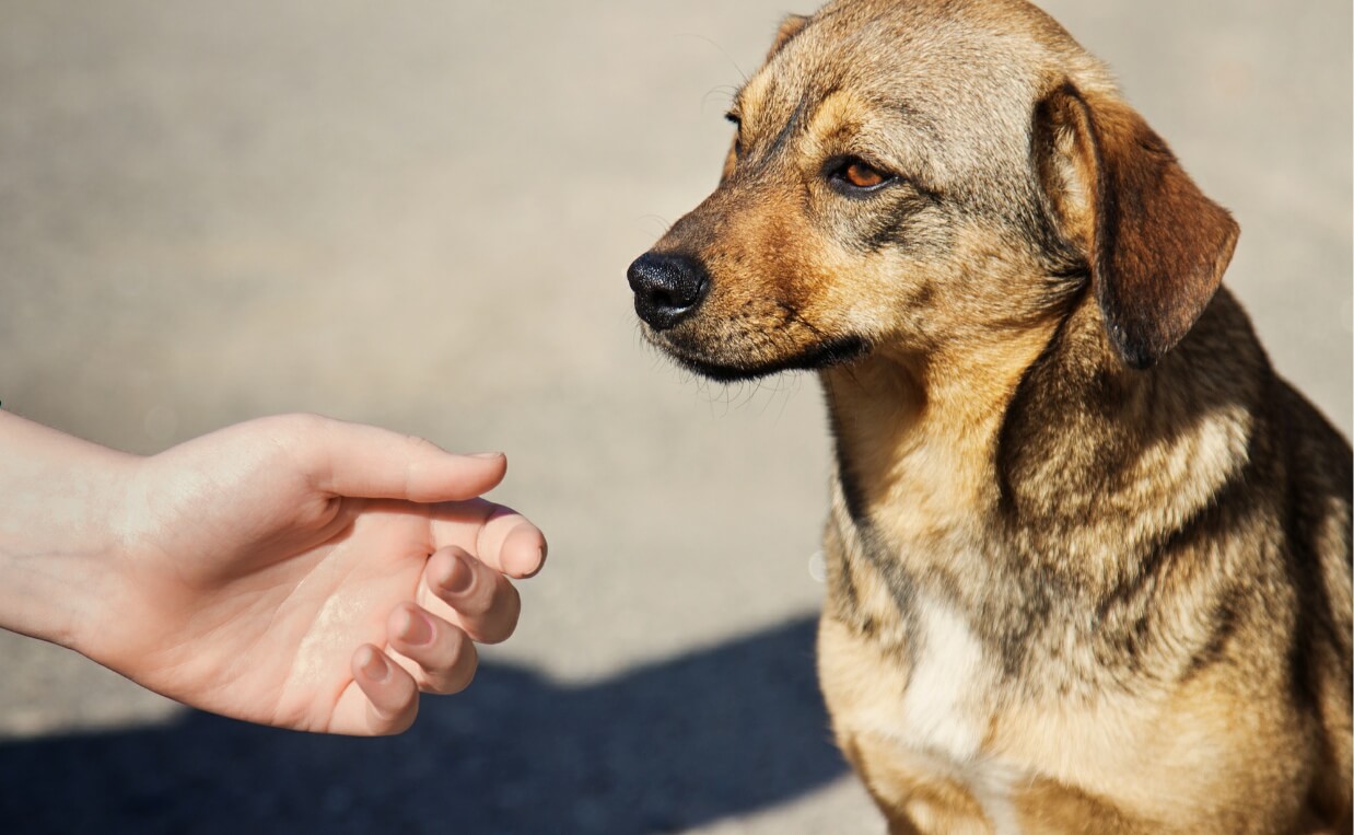 Animal Shelters in Crisis: What You Need to Know