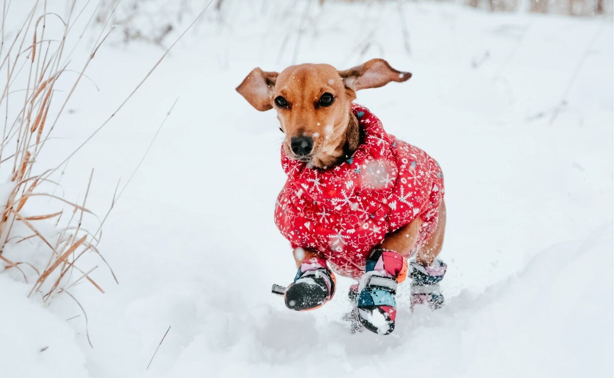 extra blog image - DO DOGS NEED A WINTER COAT