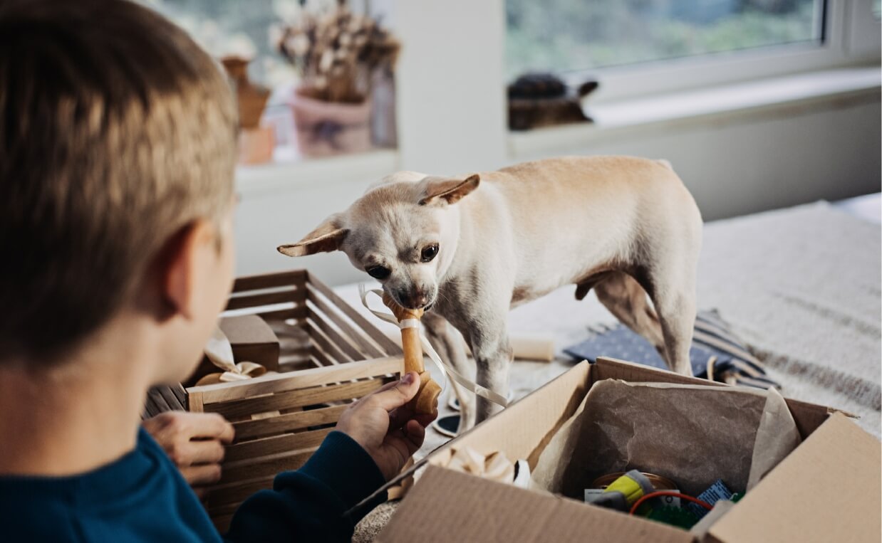 12 Dog Subscription Boxes to Pamper Your Dog