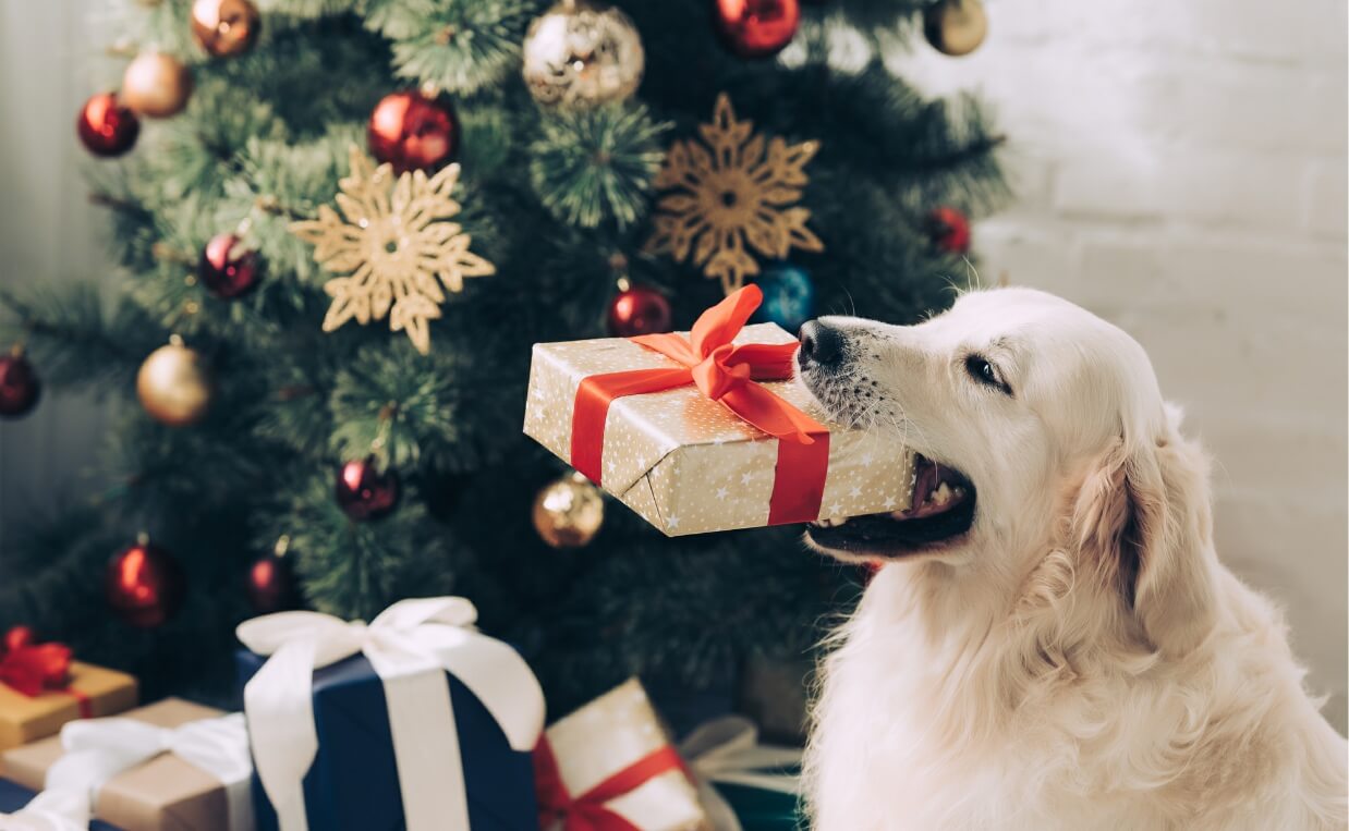 WHAT DOG TOYS NOT TO GET YOUR DOG FOR CHRISTMAS