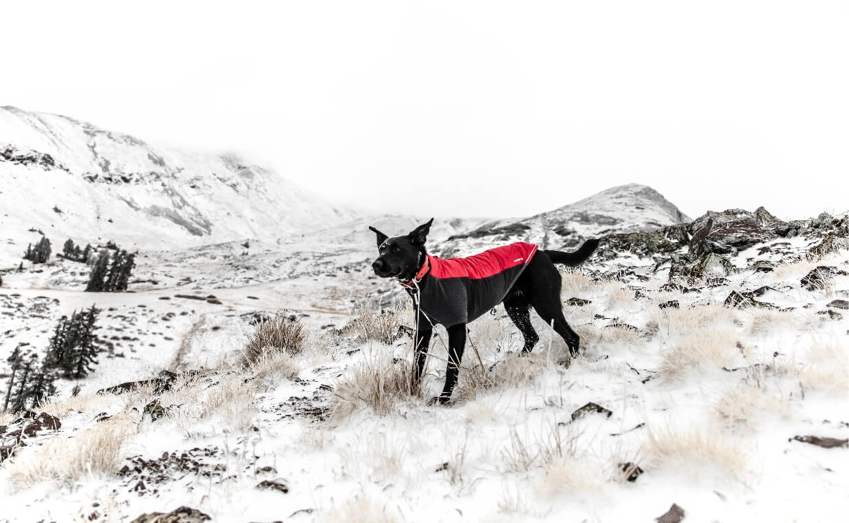 black dog wearing a coat in snow in mountains