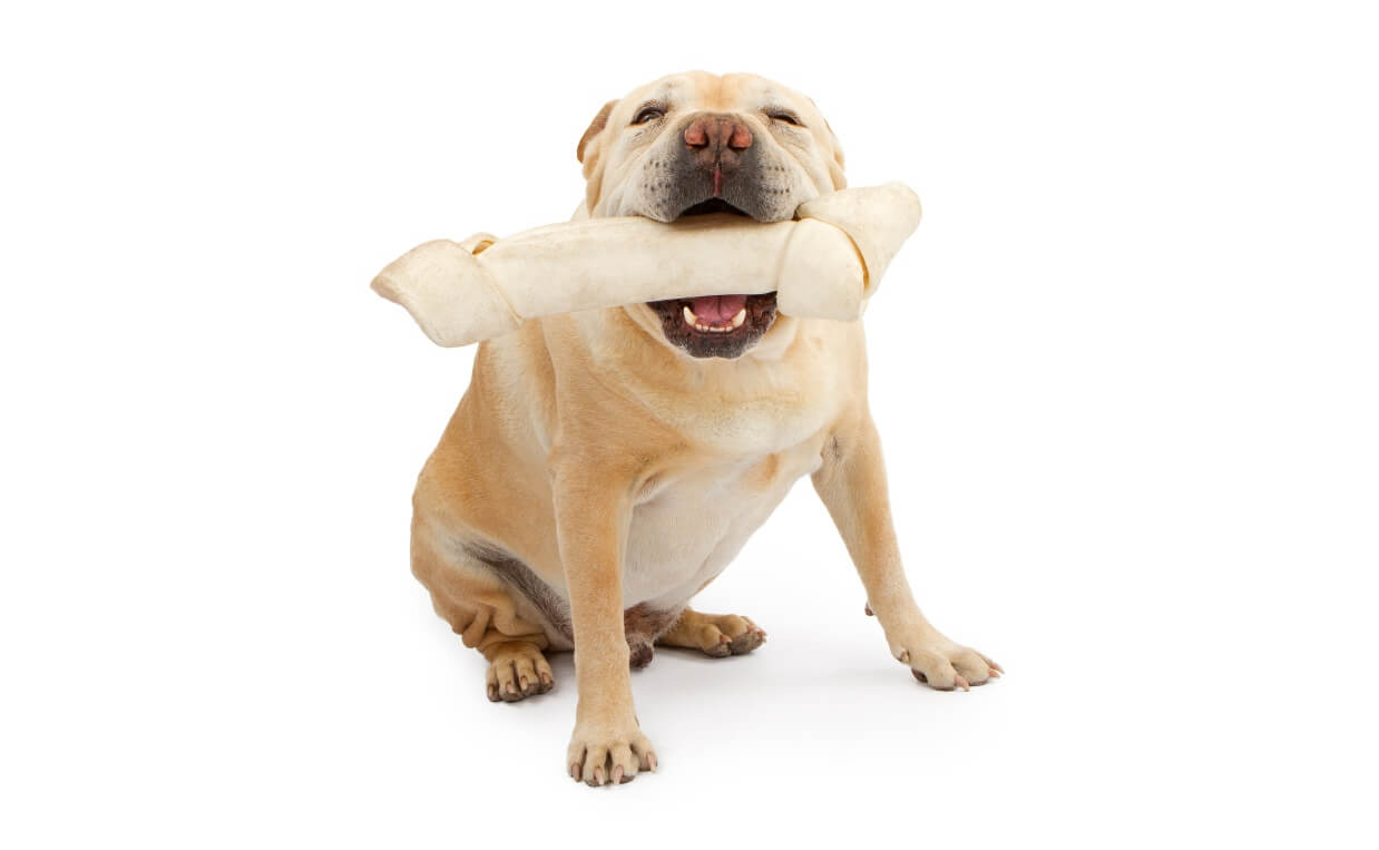 bulldog chewing on rawhide