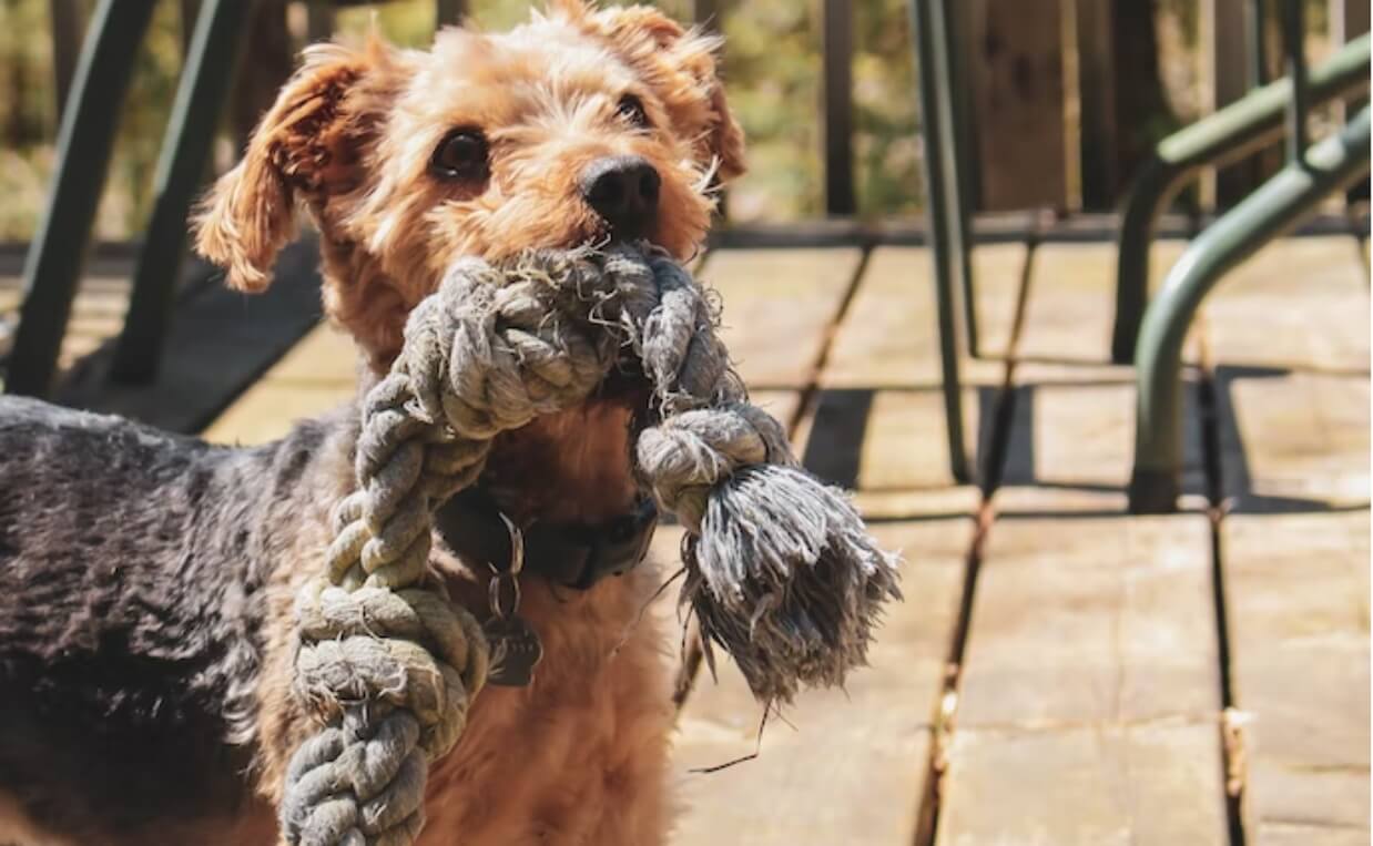  dog rope toy