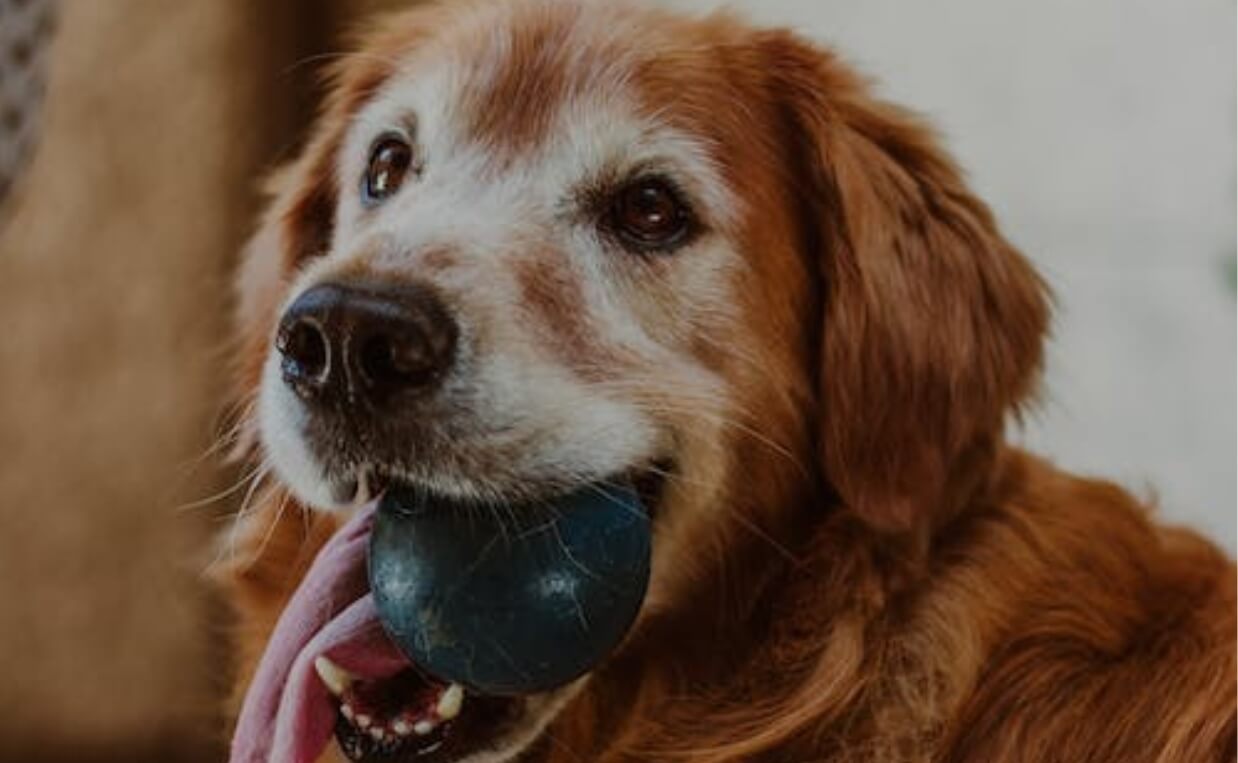 dog rubber ball