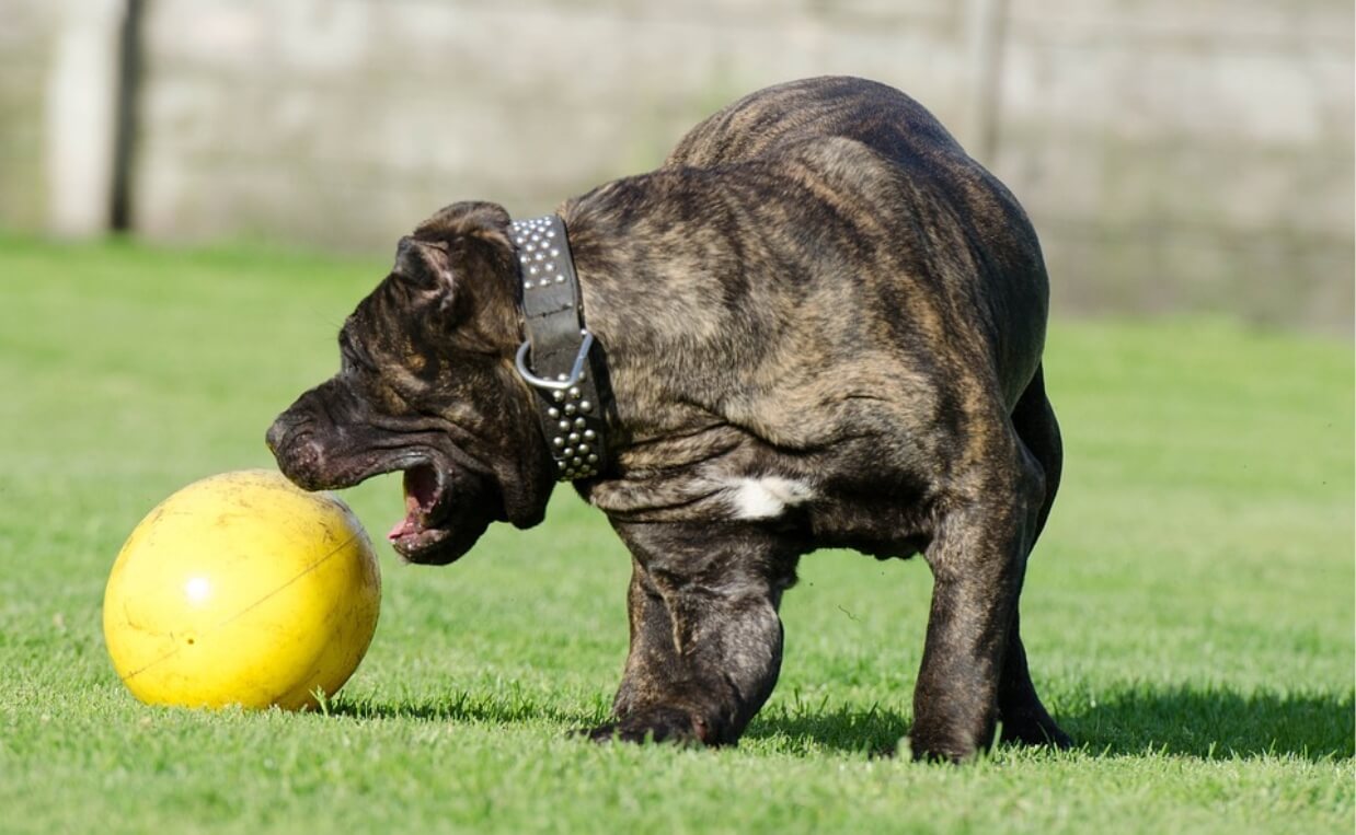 dog toy too large