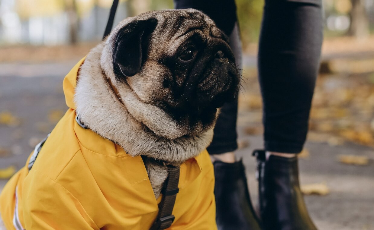pug dog in raincoat