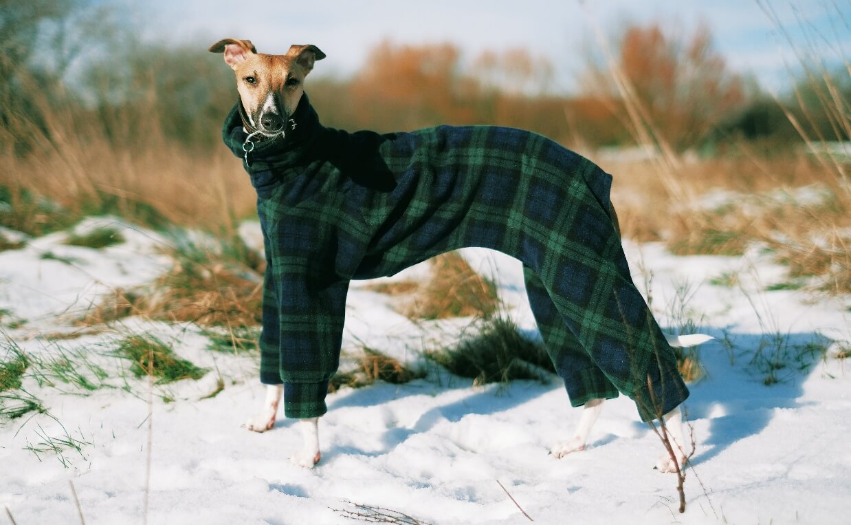  whippet dog wearing a coat
