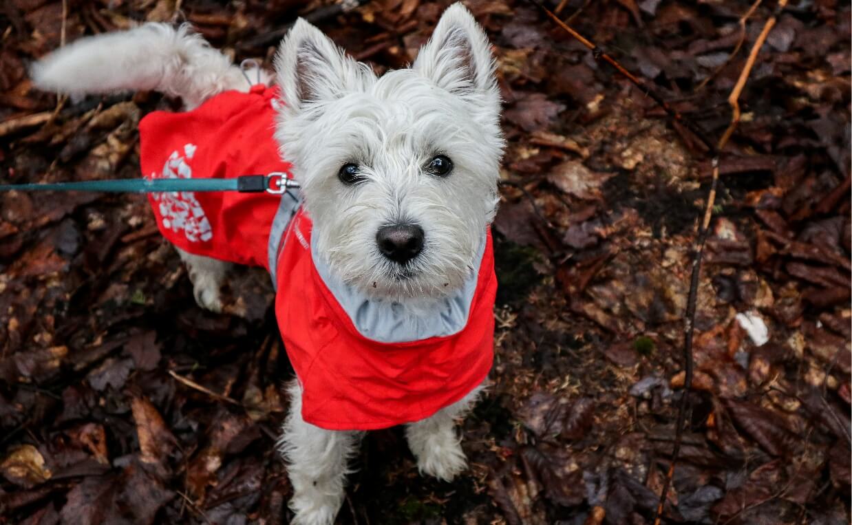 white fluffy dog in coat