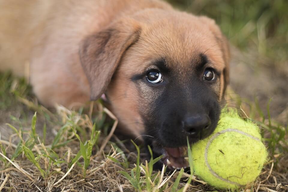 puppy with tennis ball
