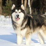 11 Most Ancient Dog Breeds on Earth