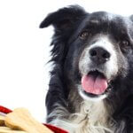 Guide to Choosing the Best Dog Treats for Your Dog