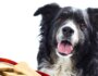 Guide to Choosing the Best Dog Treats for Your Dog