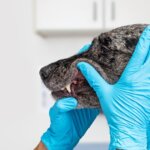 Why Routine Dog Dental Care Includes Vaccinations