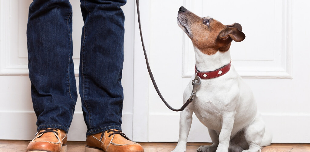 How to Get Your Dog’s Attention Using the “Watch Me” Command Canine