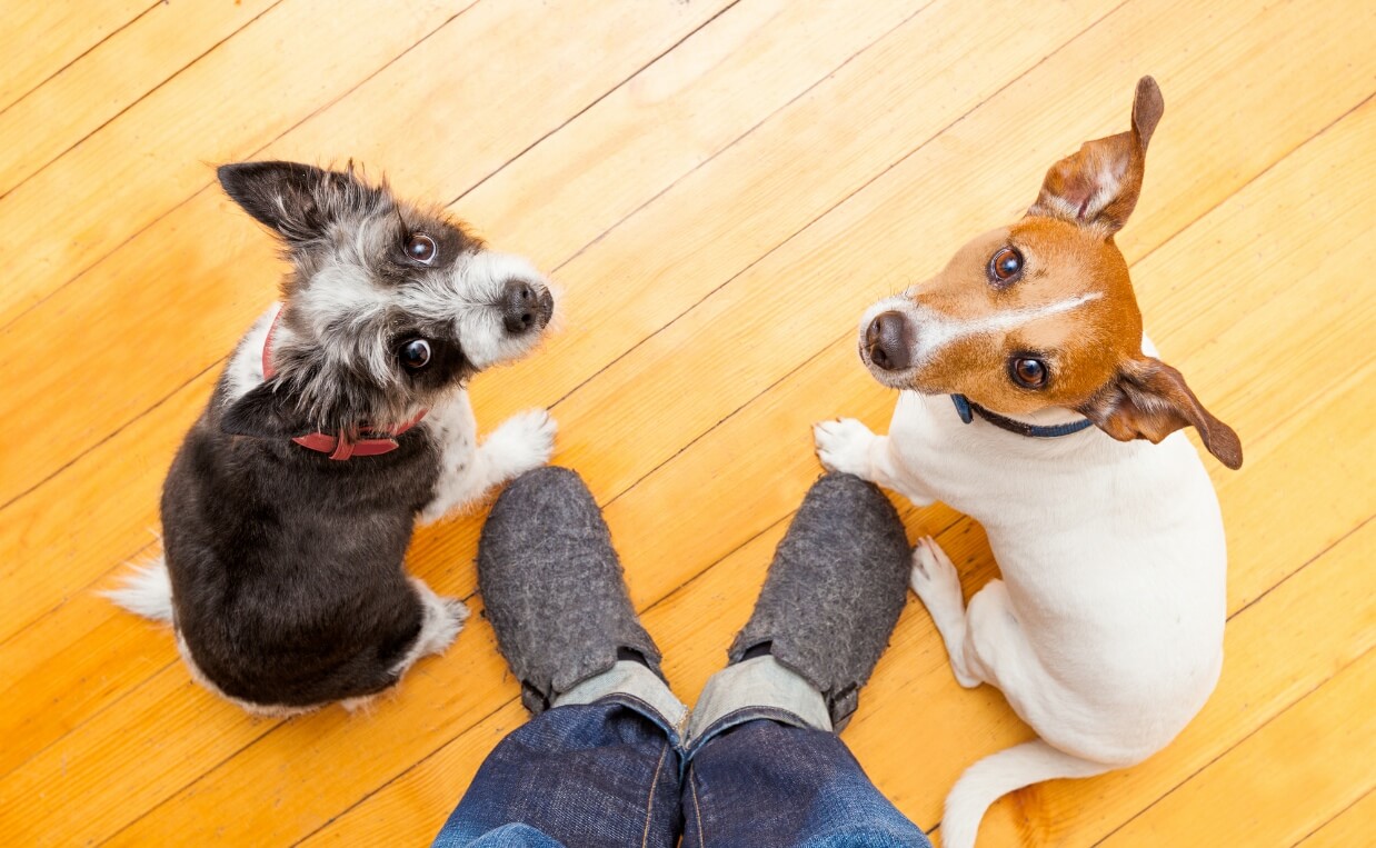  2 small terrier breeds following watch me command