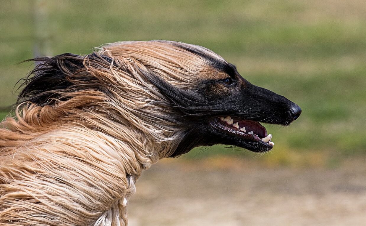 ANCIENT BREEDS - AFGHAN HOUND