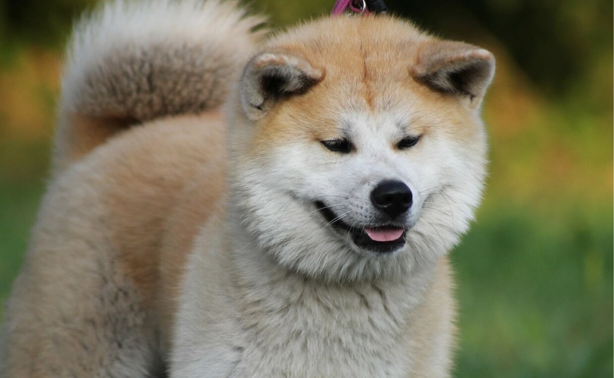 ANCIENT BREEDS - AKITA