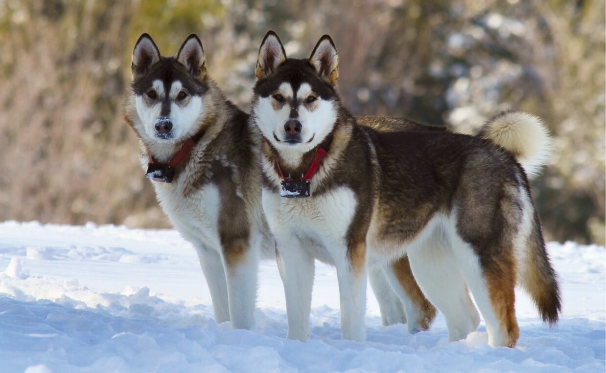 ANCIENT BREEDS - ALASKAN MALAMUTE