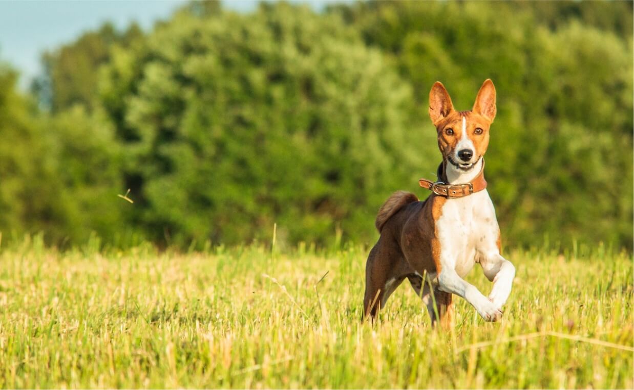 ANCIENT BREEDS - BASENJI