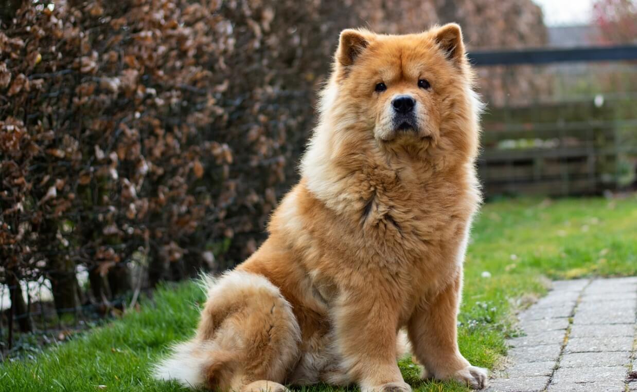 ANCIENT BREEDS - CHOW CHOW