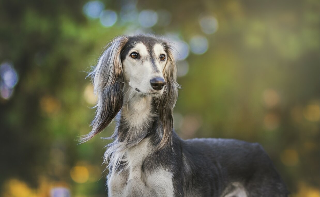 ANCIENT BREEDS - SALUKI