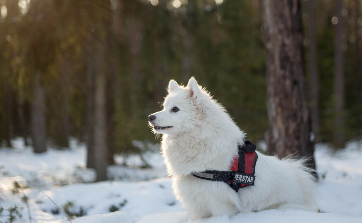 ANCIENT BREEDS - SAMOYED