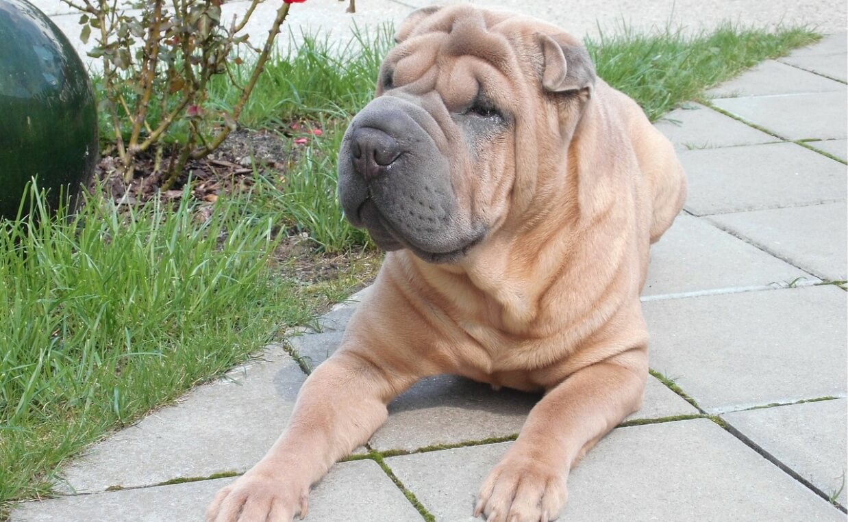 ANCIENT BREEDS - SHAR PEI