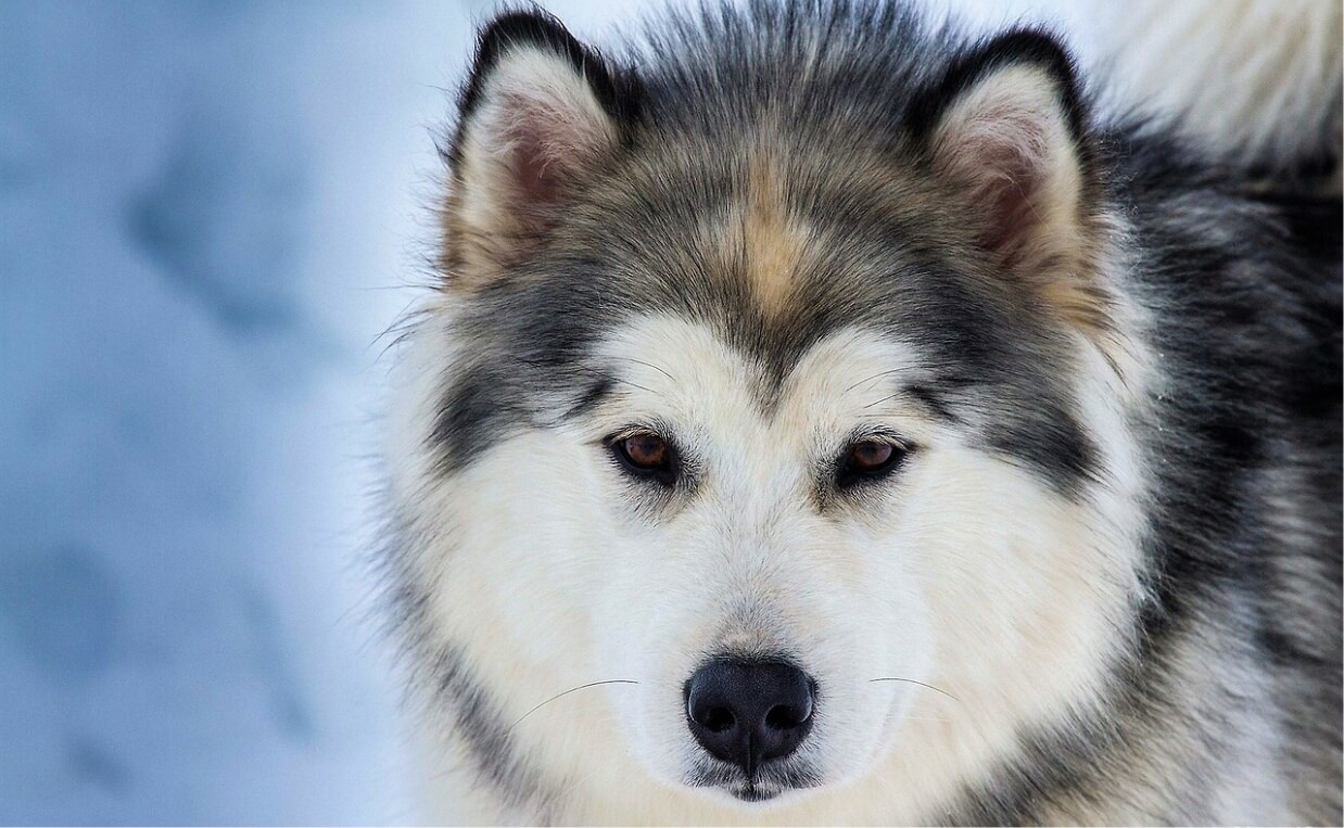 ANCIENT BREEDS - SIBERIAN HUSKY