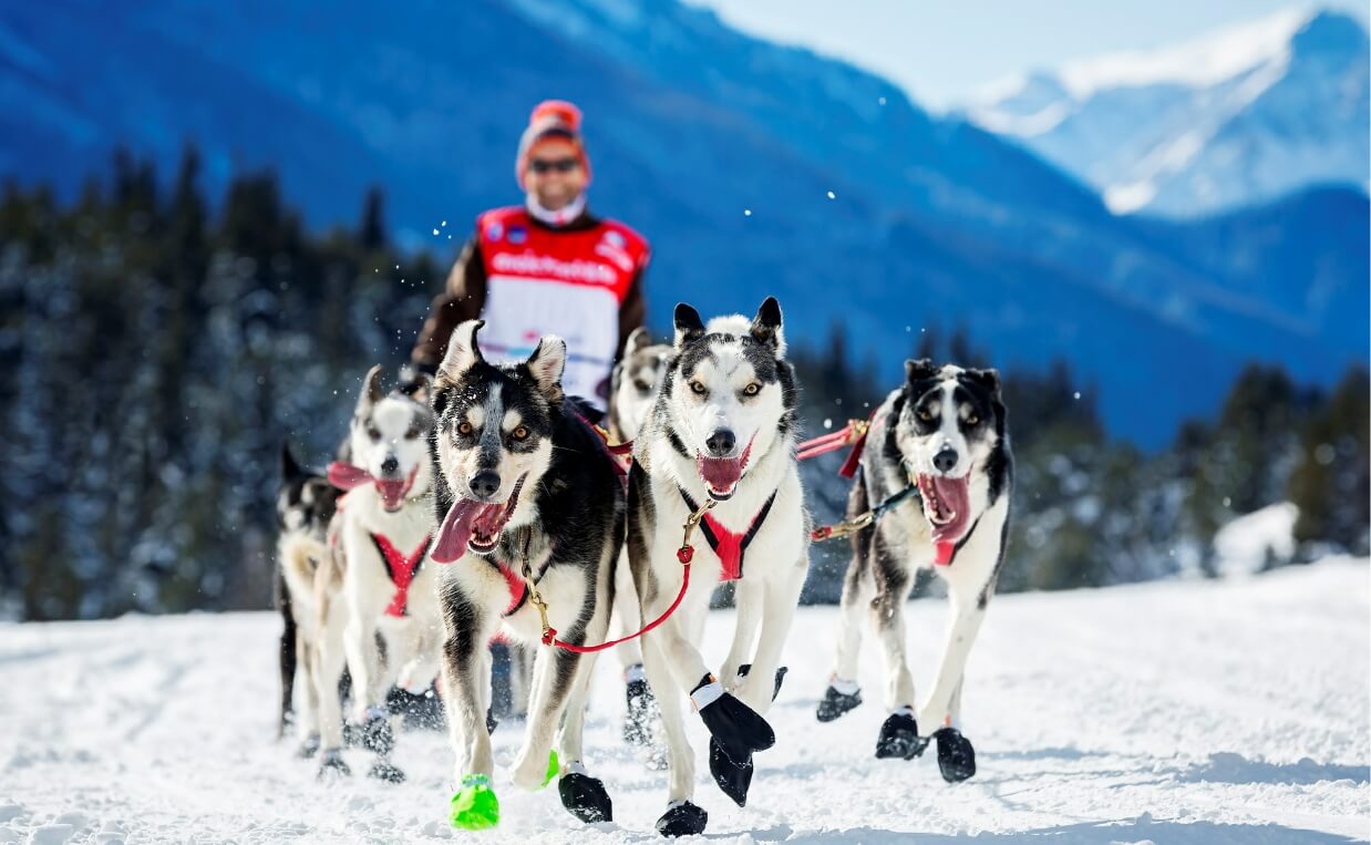 Скорость снежок. Sledge Dog Team Wrapped around. Sledge Dog Team Wrapped around the Base with Winter Mountain Scene behind:. Sledge Human.