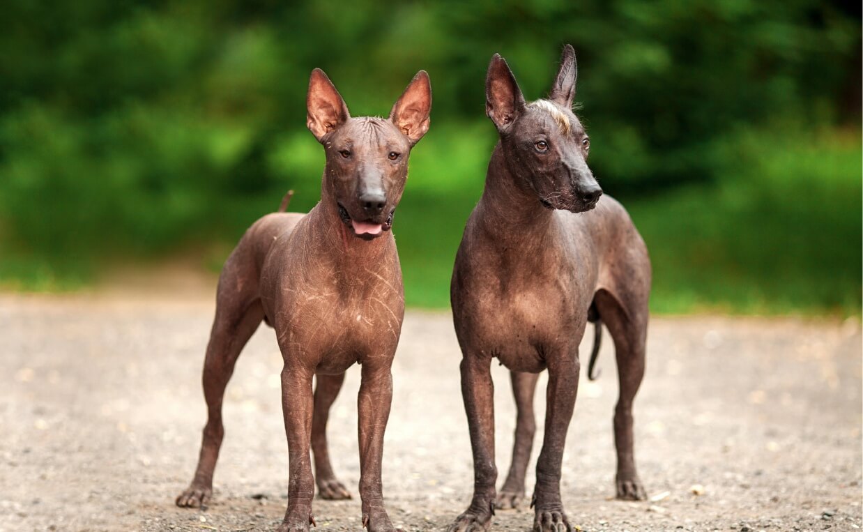 ANCIENT BREEDS - XOLOITZCUILNTLI