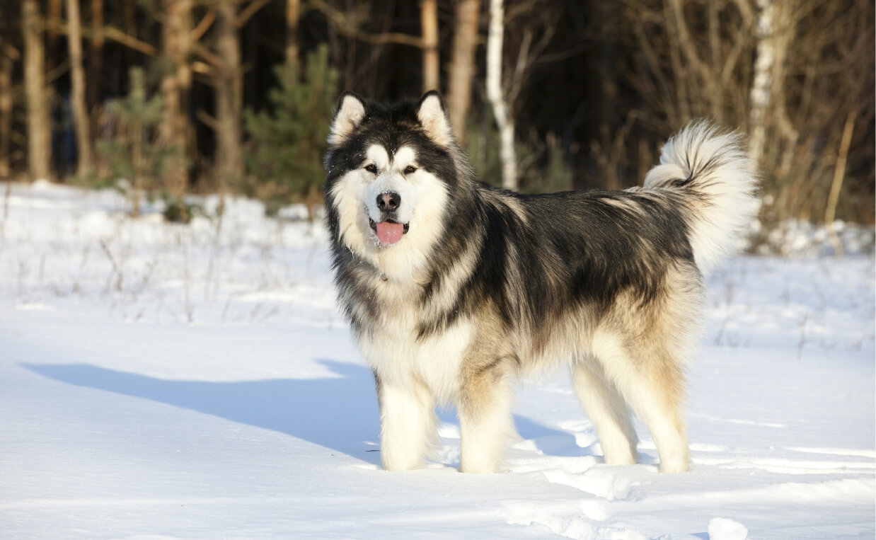 11 Most Ancient Dog Breeds on Earth - Canine Campus Dog Daycare