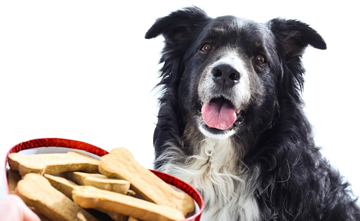 Guide to Choosing the Best Dog Treats for Your Dog