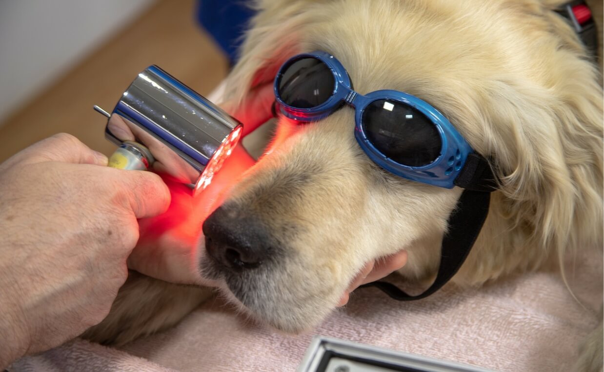 DOG DENTAL EXAM with laser