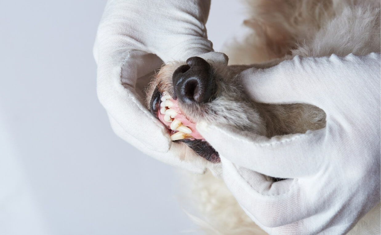 Dog oral examination