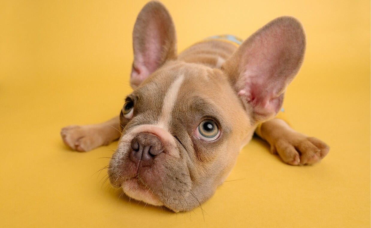 DOG IS AFRAID FRENCH BULLDOG