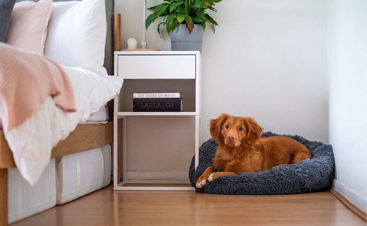 DOG IS AFRAID IN DOG BED