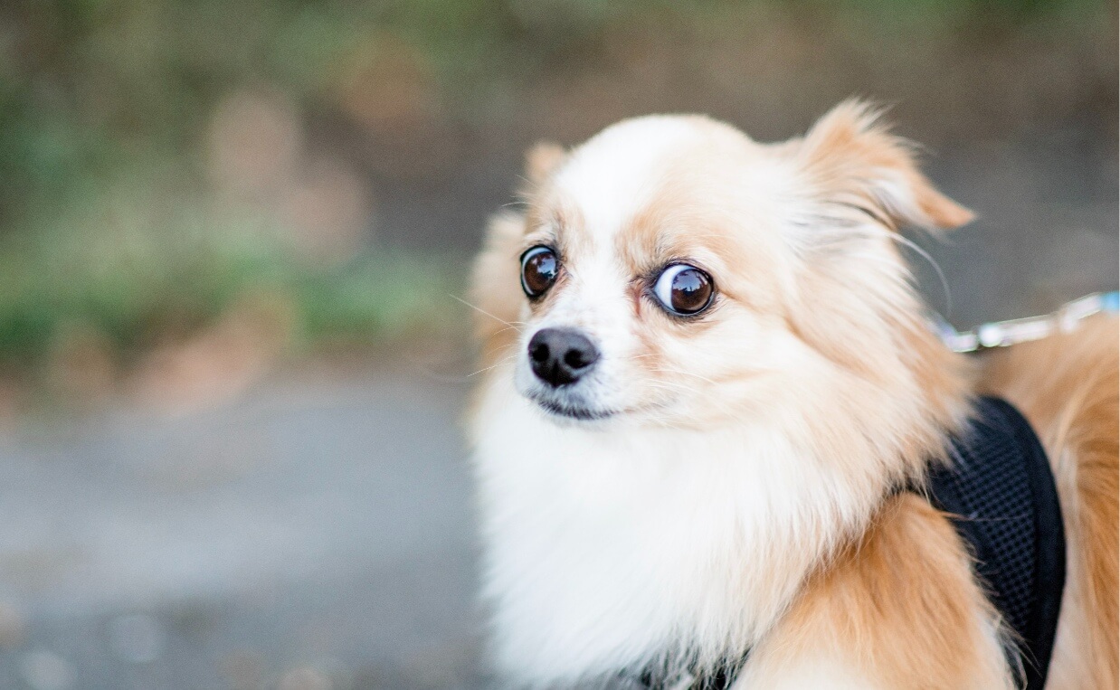 DOG IS AFRAID LONG-HAIRED CHIHUAHUA